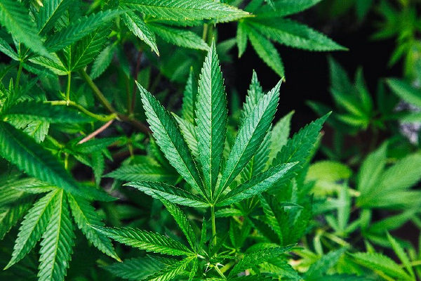 Cannabis Delivery in Toronto